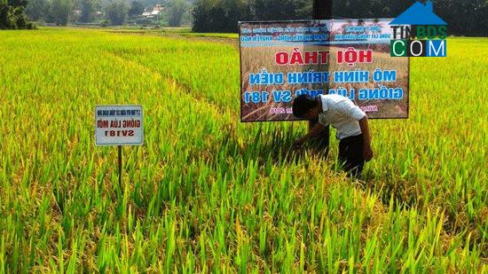 Hình ảnh Quế Trung, Nông Sơn, Quảng Nam