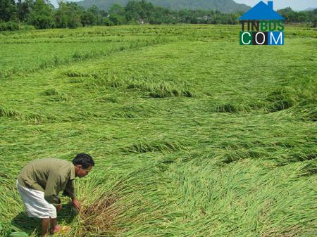 Hình ảnh Quế Ninh, Nông Sơn, Quảng Nam