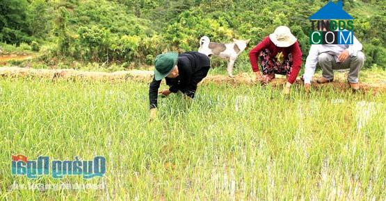 Hình ảnh Sơn Long, Sơn Tây, Quảng Ngãi