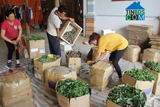 Hình ảnh Phiêng Khoài, Yên Châu, Sơn La