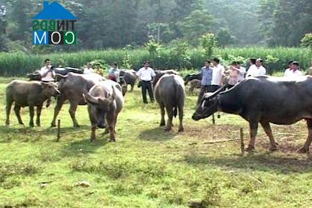 Hình ảnh Vinh Quang, Chiêm Hóa, Tuyên Quang