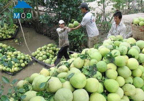 Hình ảnh Sông Xoài, Tân Thành, Bà Rịa Vũng Tàu