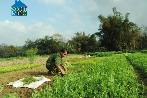 Hình ảnh Hòa Chung, Cao Bằng, Cao Bằng