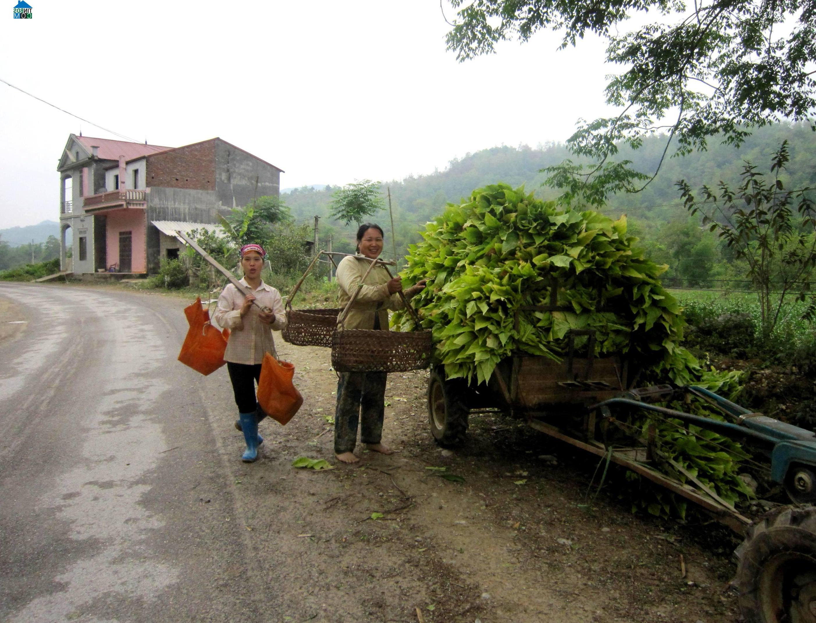 Hình ảnh Lương Can, Thông Nông, Cao Bằng