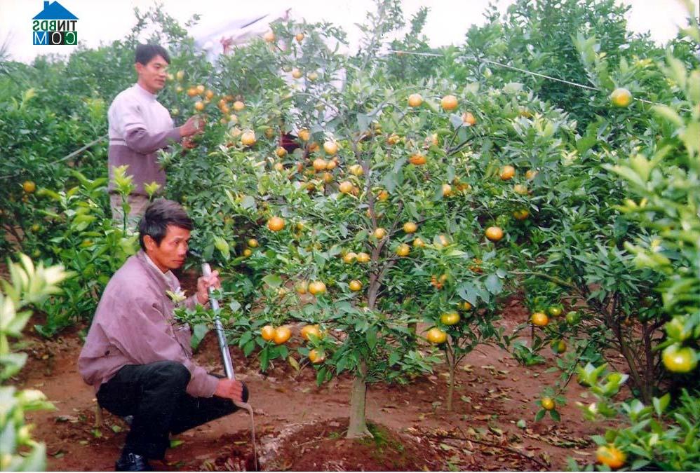 Hình ảnh Minh Hoàng, Phù Cừ, Hưng Yên