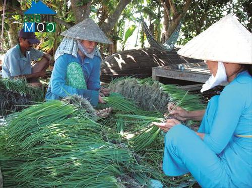 Hình ảnh Vĩnh Phước B, Gò Quao, Kiên Giang