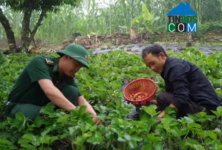 Hình ảnh Dào San, Phong Thổ, Lai Châu