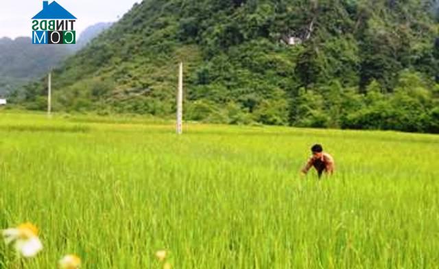 Hình ảnh Bình Lãng, Thông Nông, Cao Bằng