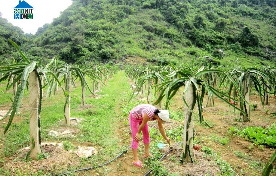 Hình ảnh Thái Học, Nguyên Bình, Cao Bằng