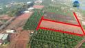 Lô đất 2000m ở Lâm Hà Lâm Đồng chủ đất cần bán gấp giá giảm 100%, có sẵn 200m thổ cư