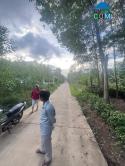 Đất Đẹp Gần Trung Tâm Bàu Cạn – Cách Chợ Chỉ 600m, Giá Cực Tốt