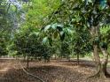 Bán đất Vườn Cây ăn Trái Mặt Tiền đường Lê A - 6000m2 - Giá Chỉ 6tr/m2