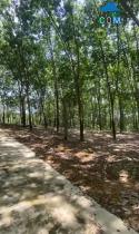 1000m2 490tr, sổ sẵn đồng phú