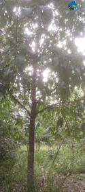 Chính Chủ Cần Bán Gấp Đất Bà Tá Gia Huynh - Tánh Linh - Tỉnh Bình Thuận