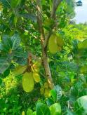 Đất Bình Lợi Vĩnh Cửu. Diện tích : 1.350m . Đường ô Tô . Chỉ 1Tỷ8