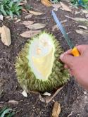 EM CẦN RA LÔ Ở TÂN HOÀ ĐỒNG PHÚ