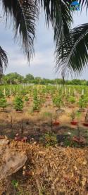 Bán Đất Mặt Tiền Kênh 8 – Xã Bình Lợi, Bình Chánh