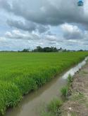 Bán Lô Đất Đẹp – Xã An Ninh Tây, Huyện Đức Hòa, Tỉnh Long An
