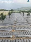Bán đất thổ vườn có cây ăn trái - đất chính chủ tại Xã D'ran, Lâm Đồng, DT 2.156m2