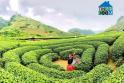 Bán Đất Mộc Châu Gần Chợ Đêm, Phù Hợp Kinh Doanh, Đã Có Sổ