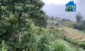 Cần bán gấp mảnh đất view ruộng bậc thang tại Y Tý-Sapa2