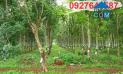 ⭐Cần bán lô đất mặt tiền đẹp đang trồng cao su 10 năm tuổi KCN Becamex Chơn Thành, Bình Phước;...