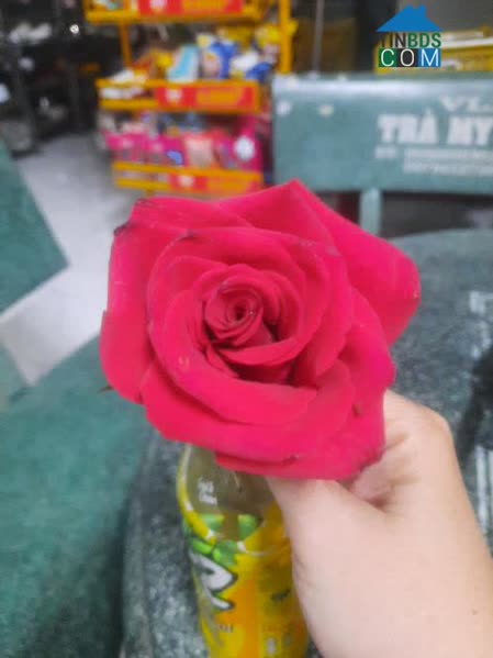 Nguyễn Thị Thu Trang 