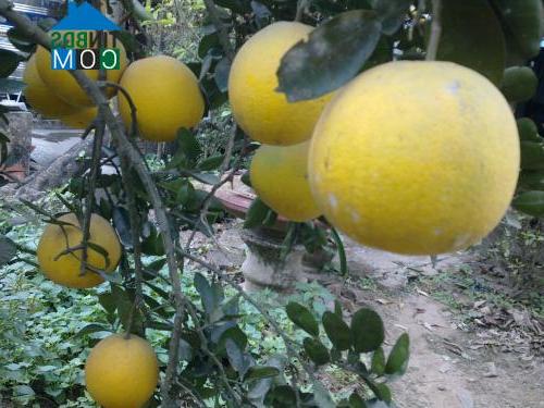 Nguyễn Thị Nhâm